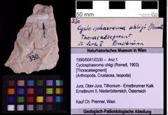 Foto (Objekt + Etiketten) von Cyclosphaeroma uhligi (Remeš, 1903) (NHMW-GEO-1990-0041-0330)